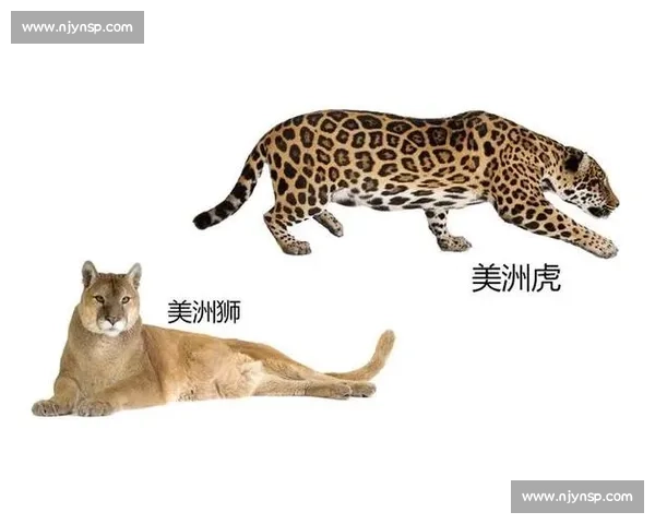 美洲豹与美洲狮谁才是美洲顶级猎手从体型速度到咬合力全面对决